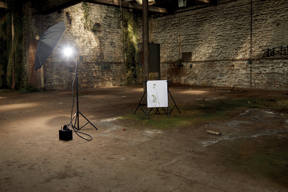 Photographie sur la flore de l’usine Pebeco 1/10