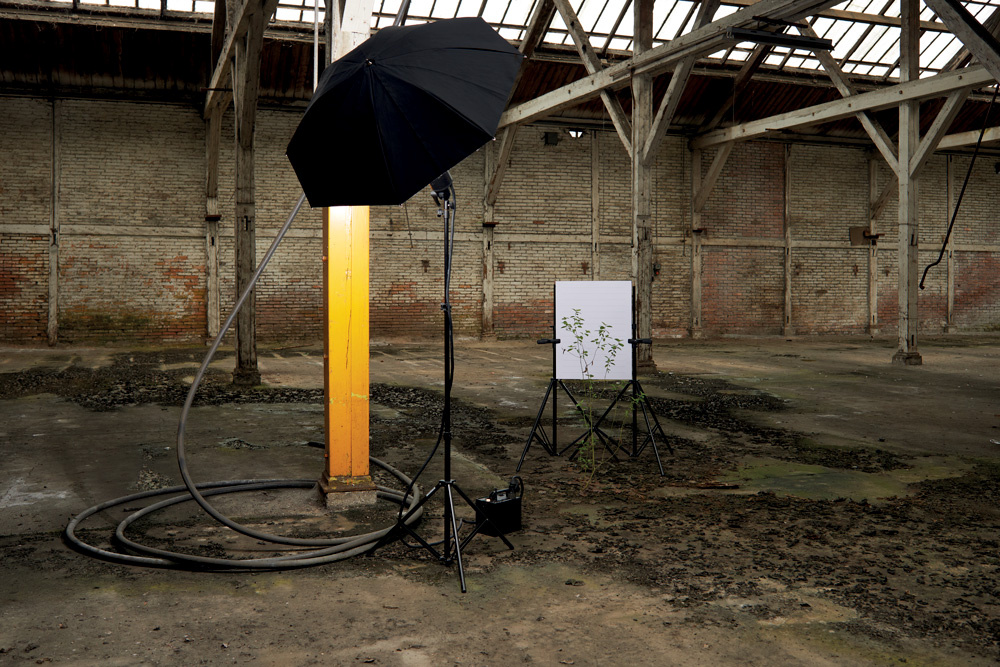 Photographie sur la flore de l’usine Pebeco 10/10