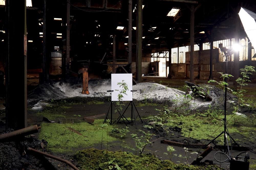 Photographie sur la flore de l’usine Pebeco 8/10